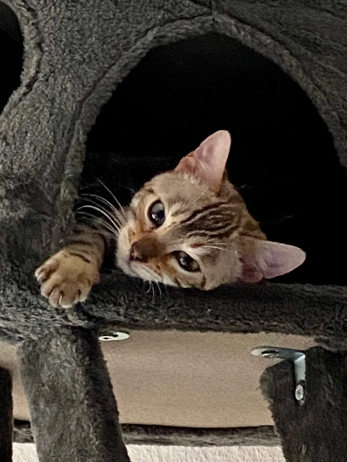 Azura, Bengal snow, allongée dans la cabane de l’arbre à chat