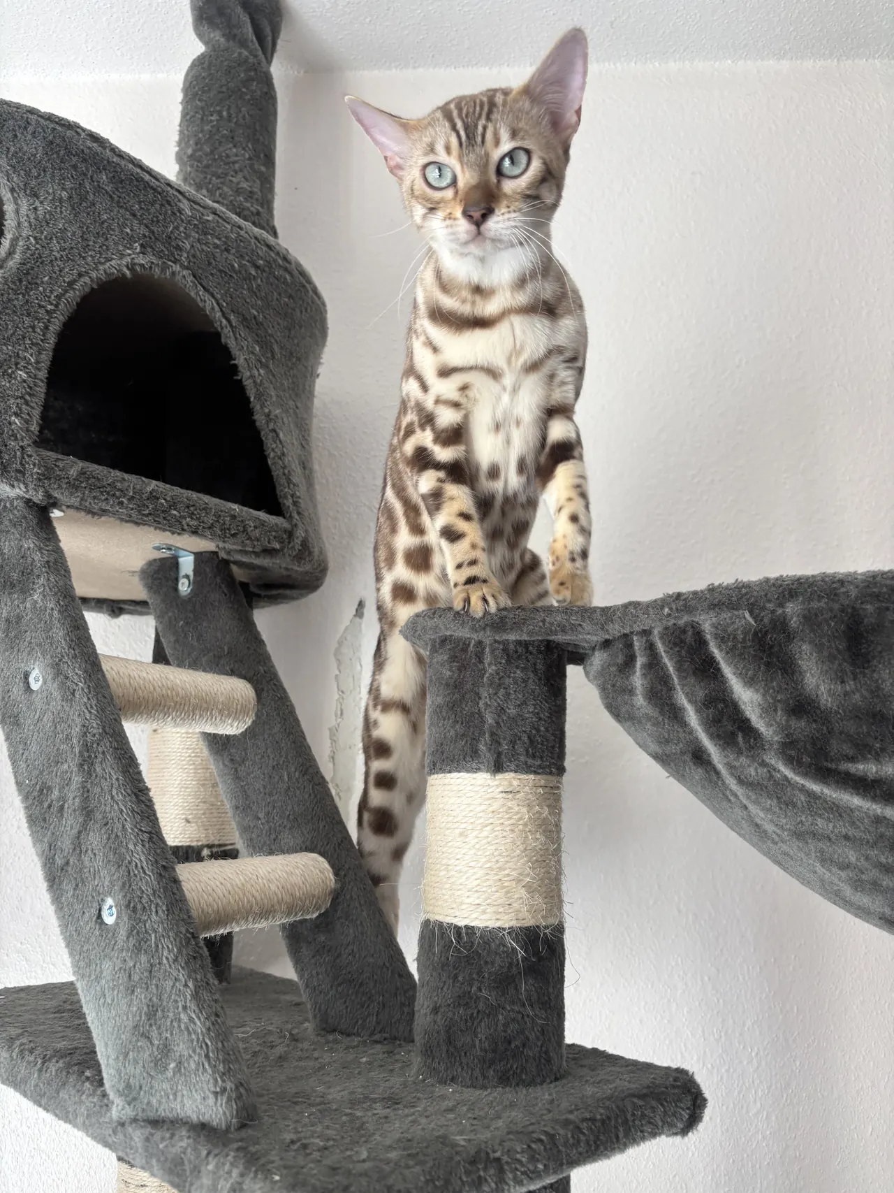 Azura su una piattaforma alta dell’albero per gatti