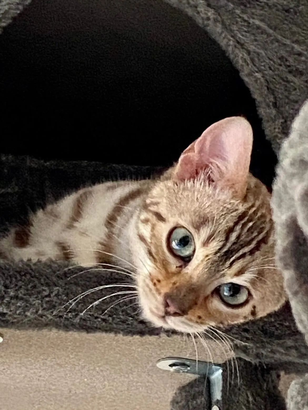 Azura regarde l’objectif depuis la cabane de l’arbre à chat