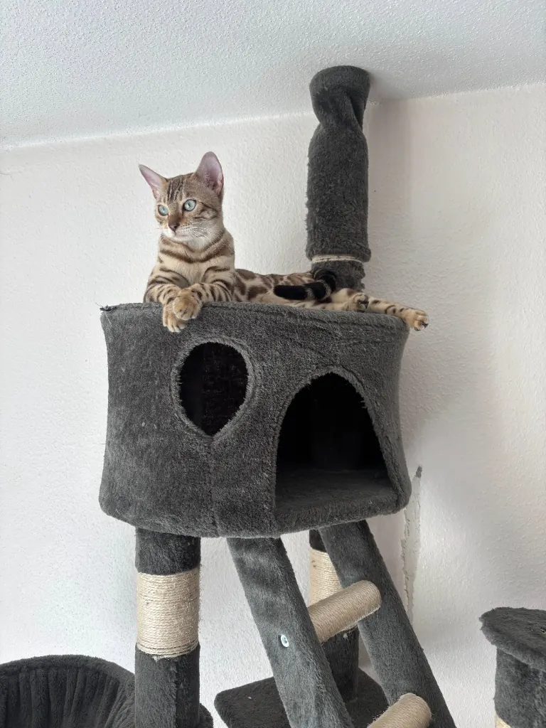 Azura sistemata in cima all’albero per gatti