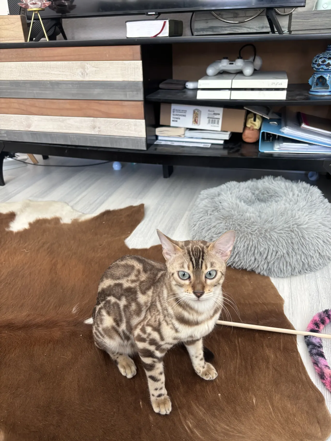 Azura, Bengalkatze in Snow mink mit blauen Augen, sitzt auf dem Wohnzimmerteppich