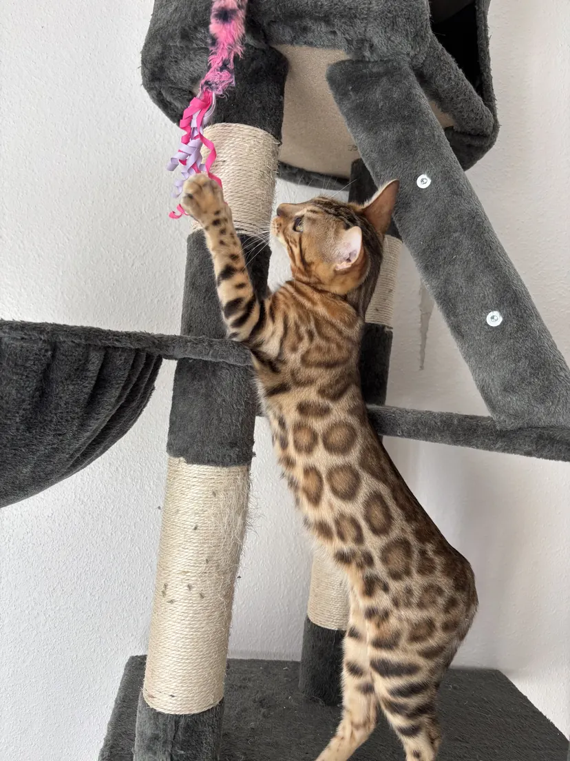 Bambi, Bengalkatze in Brown, richtet sich am Kratzbaum auf, um ihr Spielzeug zu fangen