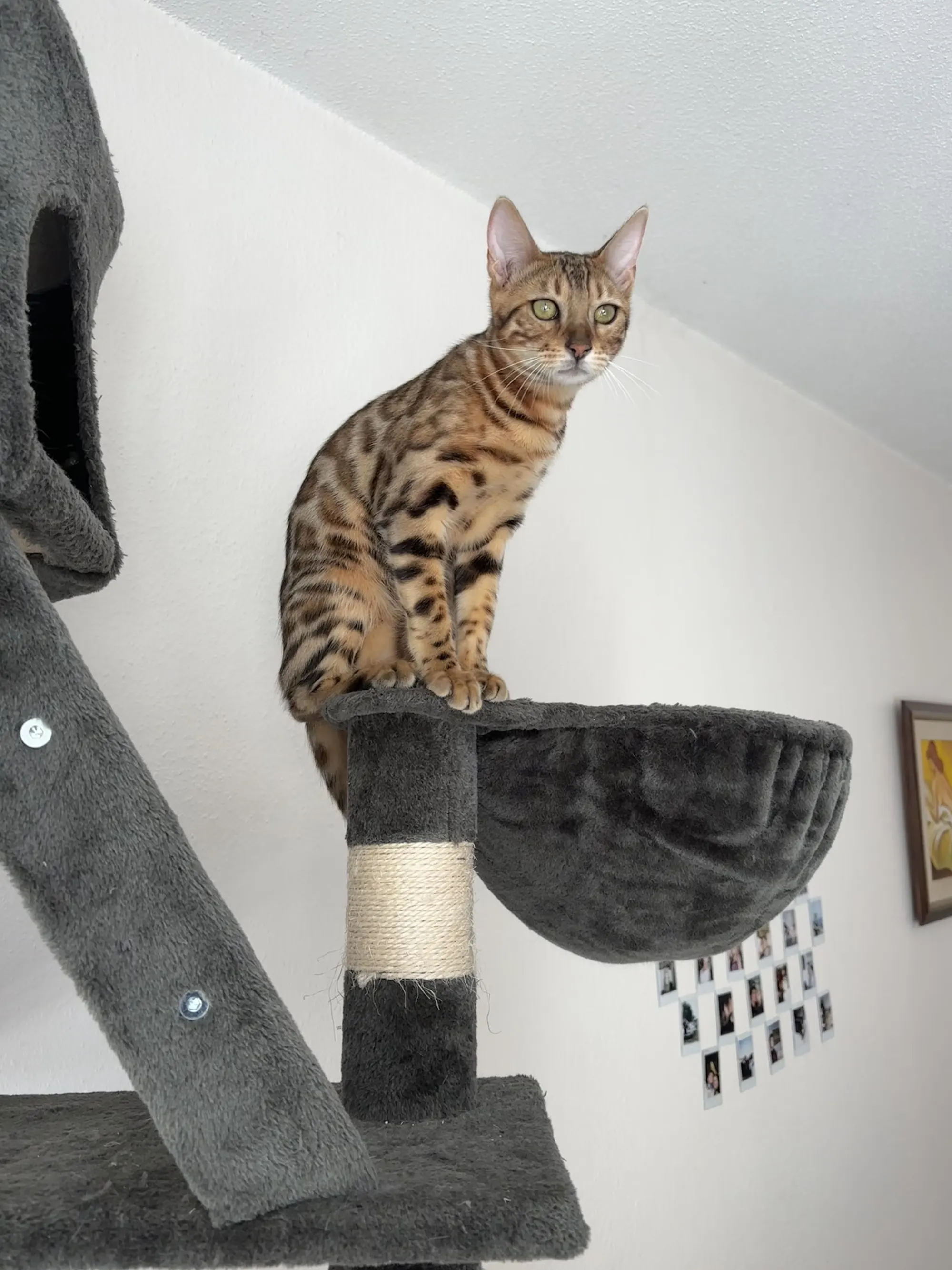 Bambi, Bengalkatze in Brown, auf einer Plattform des Kratzbaums, den Blick in die Kamera