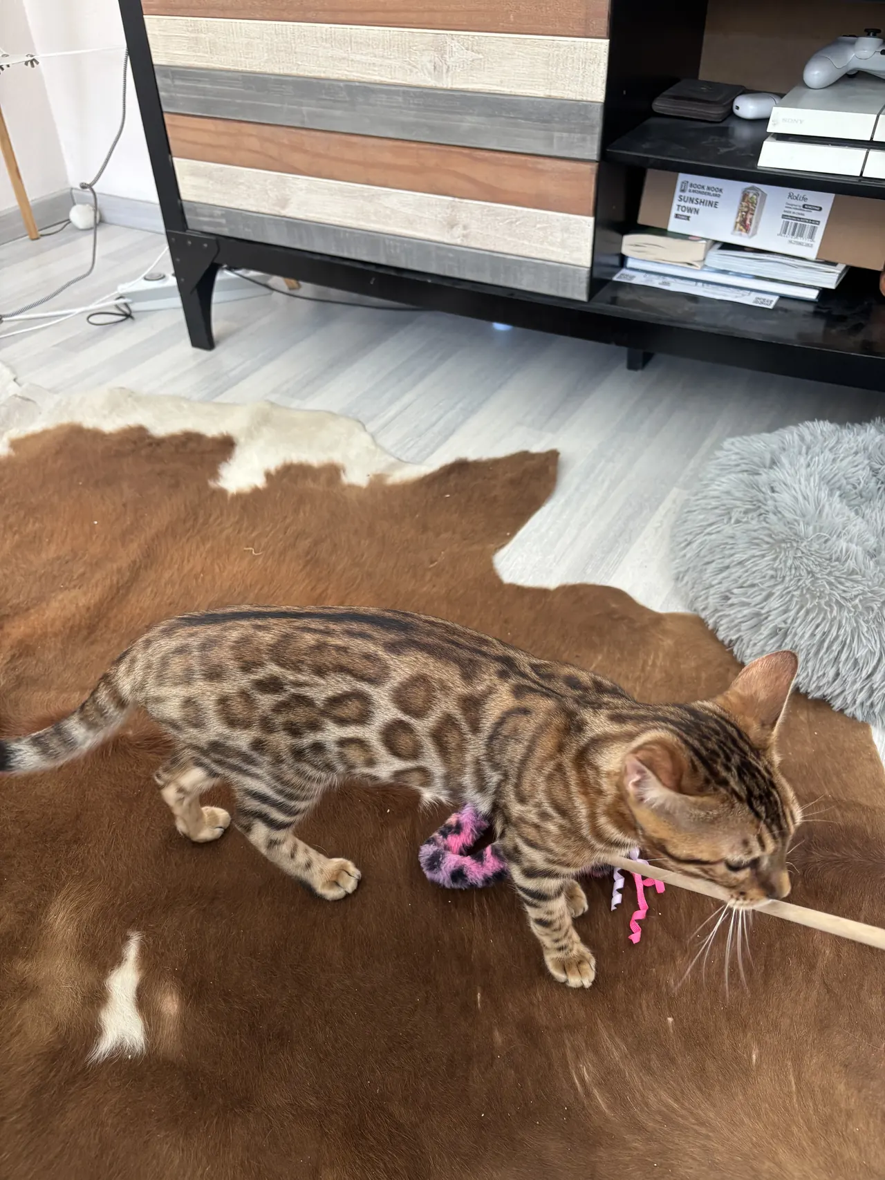 Bambi spielt im Wohnzimmer auf einem Kuhfellteppich