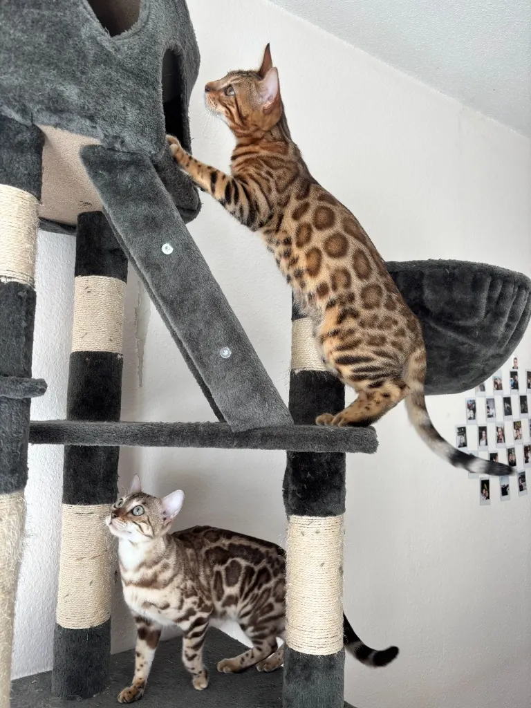 Azura et Bambi sur l’arbre à chat