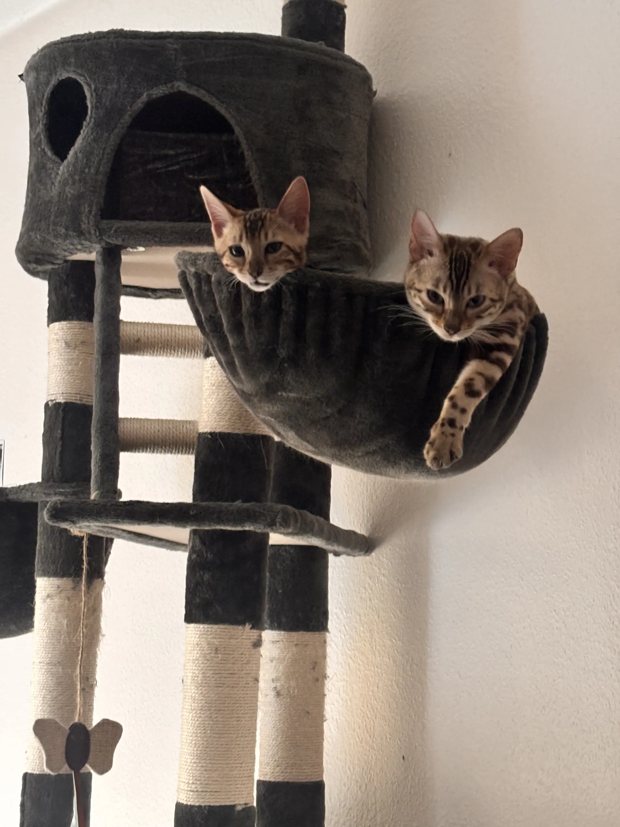 Azura et Bambi ensemble dans le hamac de l’arbre à chat