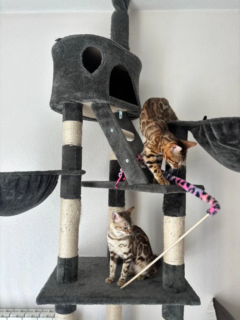 Azura und Bambi spielen auf dem Kratzbaum mit einer Federangel