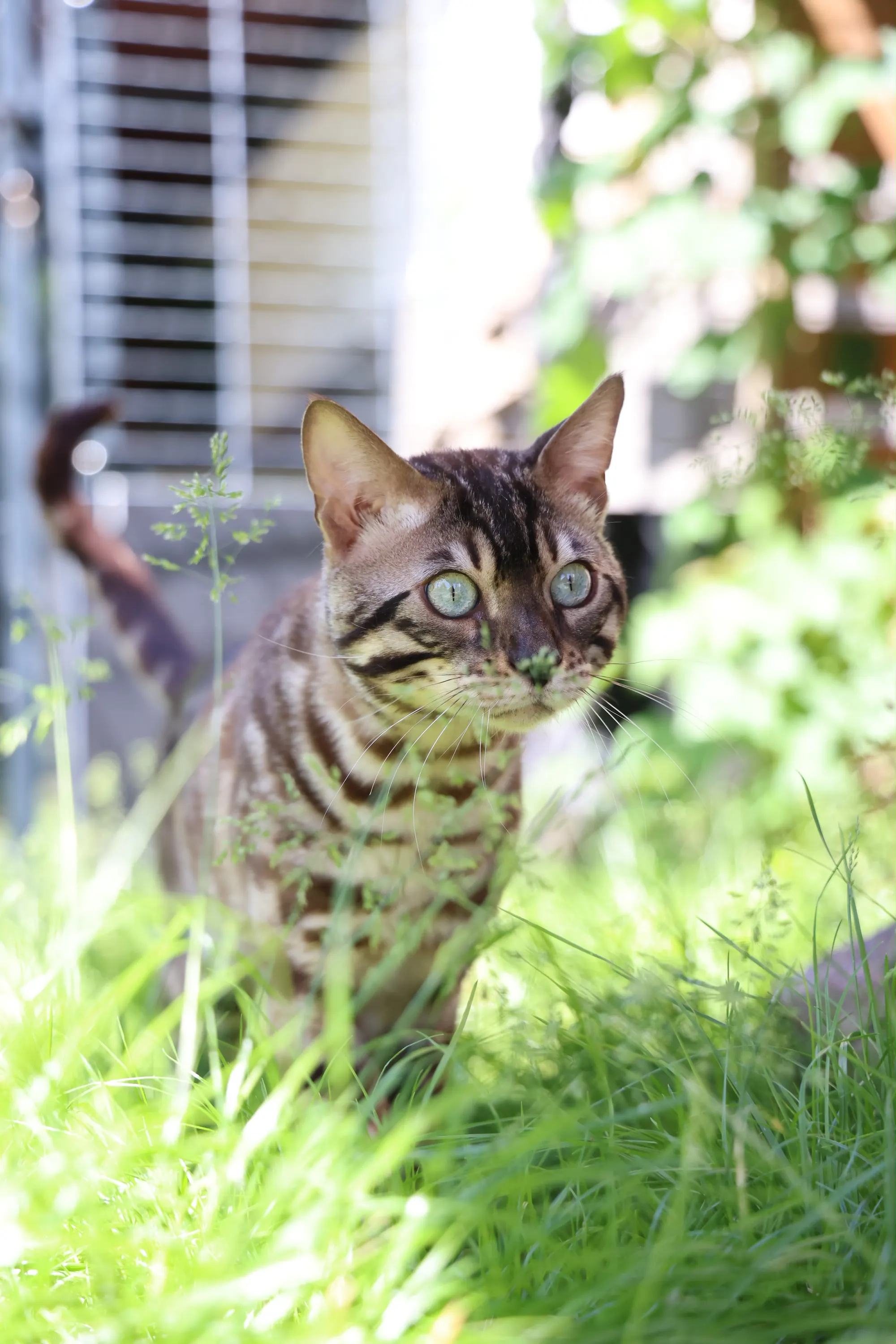 Umami, Bengal, dans l’herbe haute au soleil