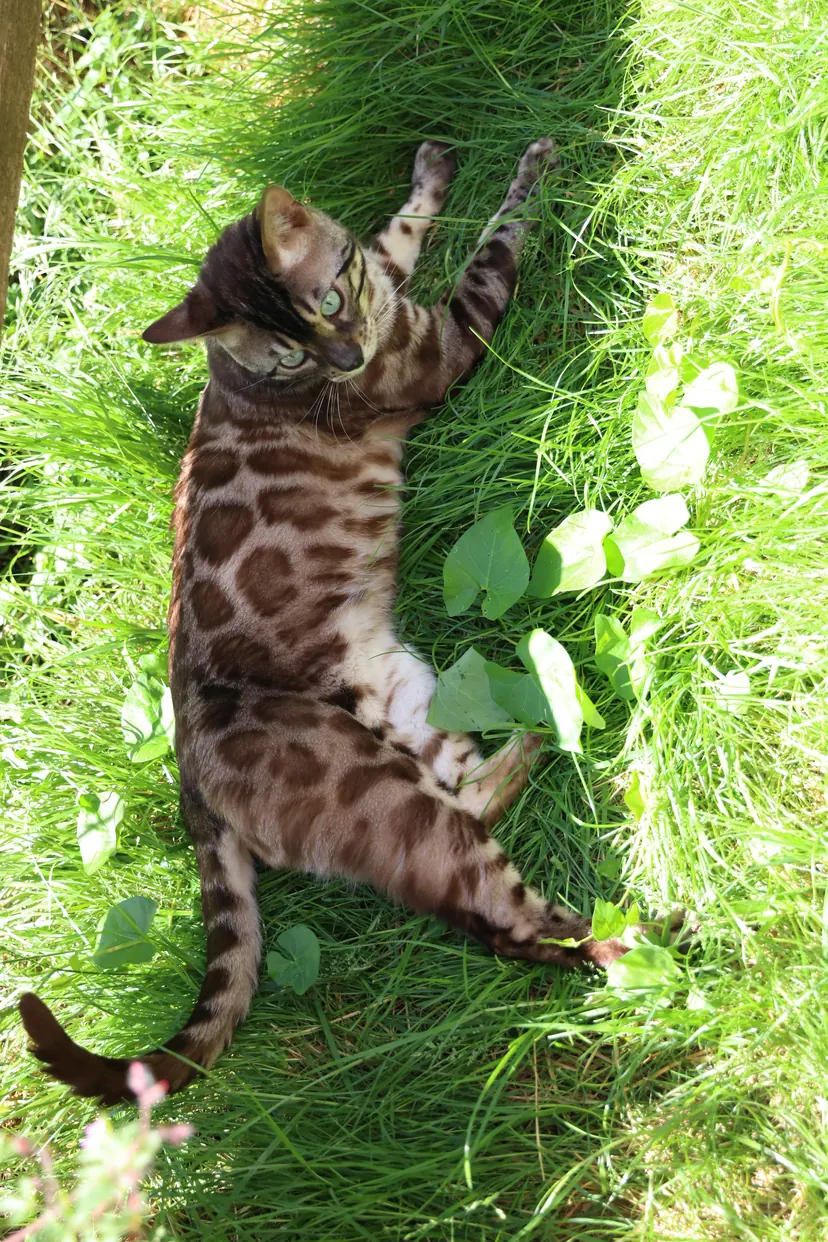 Umami couché dans l’herbe, sur le flanc