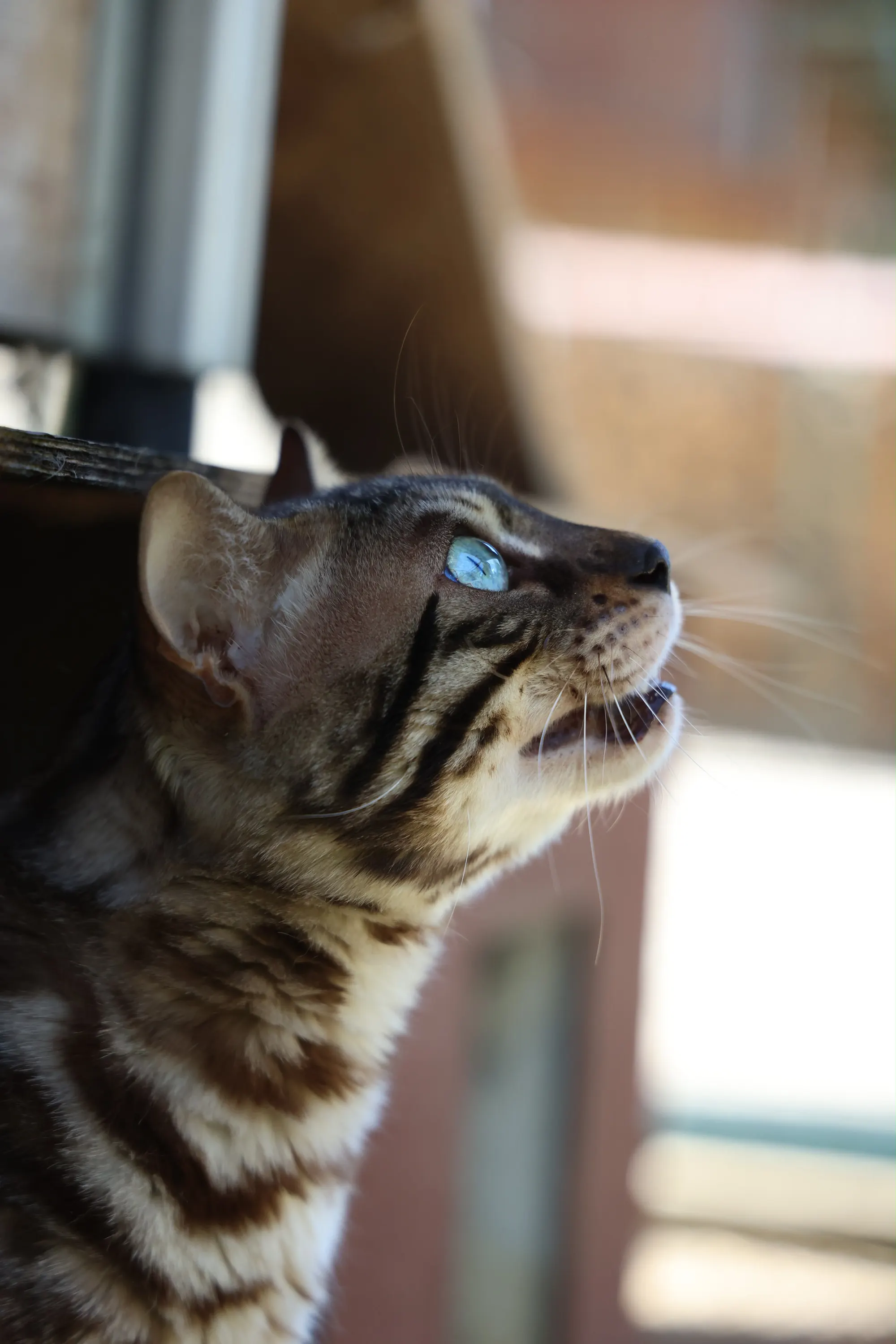 Umami de profil, les yeux bleus levés
